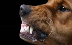 新的研究指出了狂犬病疫苗接种的意外好处
