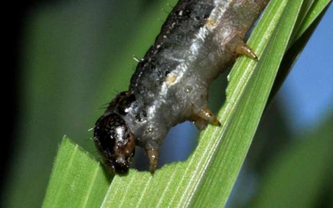 科学家解码了秋季粘虫的基因组这是一种侵入非洲的蛾类害虫