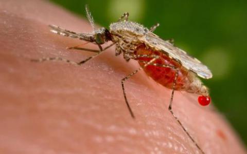代谢直接影响疟疾发病的可能性