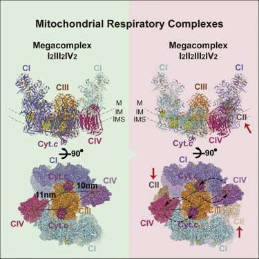 线粒体呼吸超复合物的完整结构解码