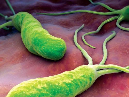LMU微生物学家描述了个体患者胃细菌群的结构