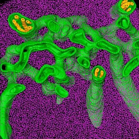 科学家对无性细小的蠕虫进行了测序-其细胞系延伸了1800万年