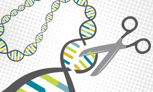 发现有助于提高CRISPR-Cas9基因编辑的准确性