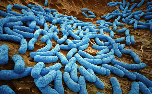 肠道微生物群的最新消息是什么Concordia微生物学本科生发表他们的发现