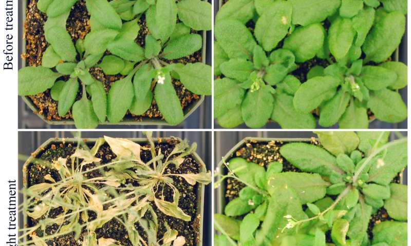 RNA发现可以帮助提高植物热量耐旱性