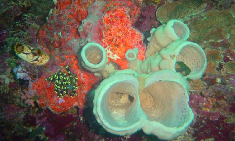 六种新的海绵物种和来自印度尼西亚珊瑚三角的新共生关系