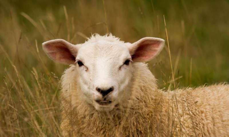 绵羊基因研究可能有助于培育更健康的动物