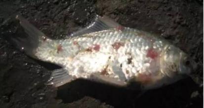 在澳大利亚检测到致命的鱼类病原体