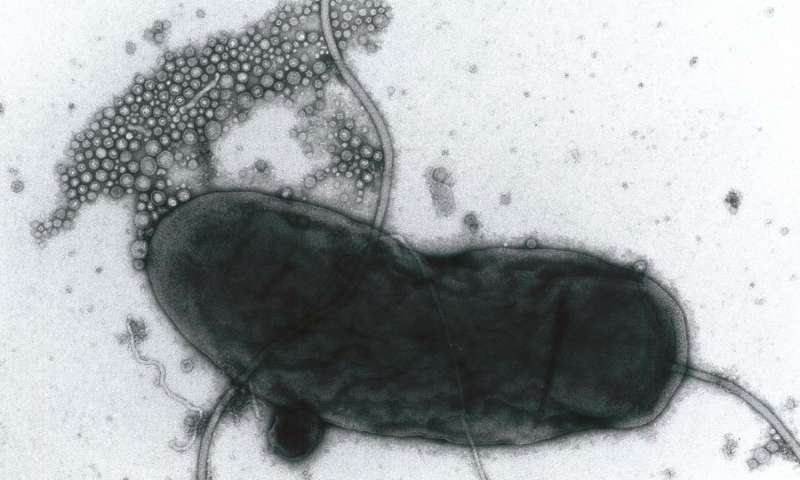 细菌释放的膜囊泡在感染期间可能起不同的作用