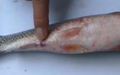 鱼可能会使用不同的行为来防止寄生虫