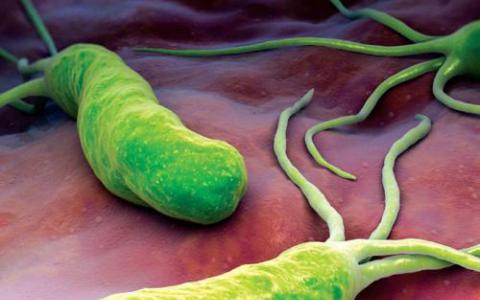 LMU微生物学家描述了个体患者胃细菌群的结构