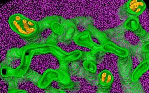 科学家对无性细小的蠕虫进行了测序-其细胞系延伸了1800万年