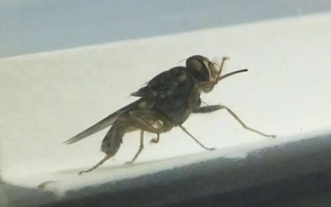 惊人的发现-非洲采采蝇真的如何饮用你的血液