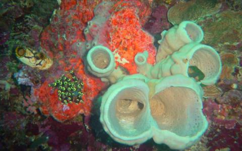 六种新的海绵物种和来自印度尼西亚珊瑚三角的新共生关系