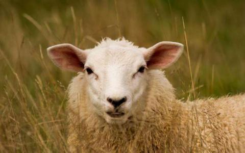 绵羊基因研究可能有助于培育更健康的动物