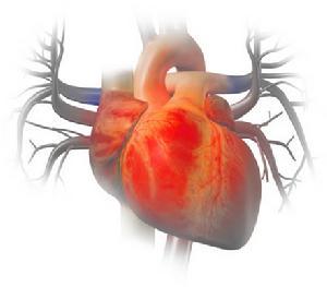 研究基于RNA的心血管系统调节