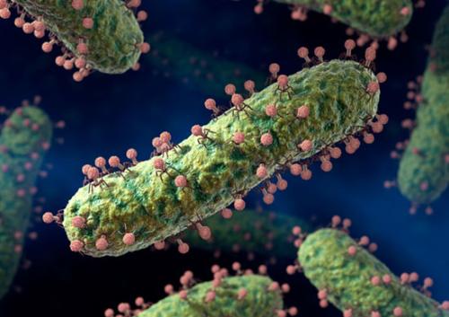 研究人员发现了一种新的丰富的酶可以帮助细菌感染动物