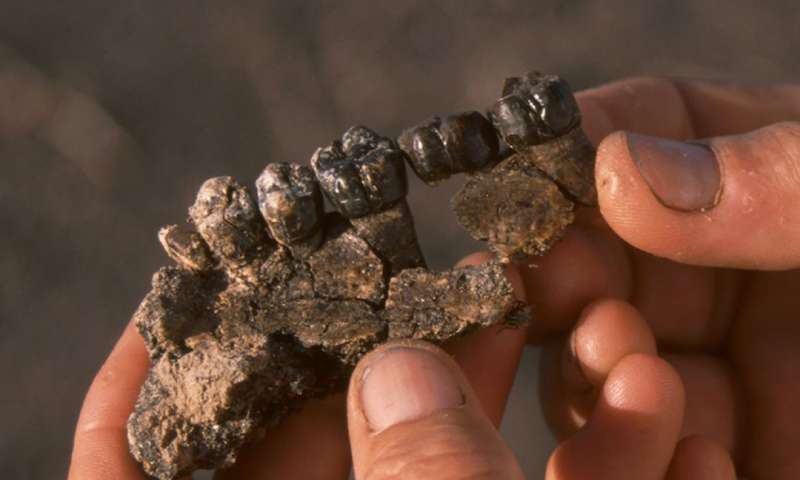当古代化石DNA不可用时古老的聚糖可能有助于追踪人类的进化