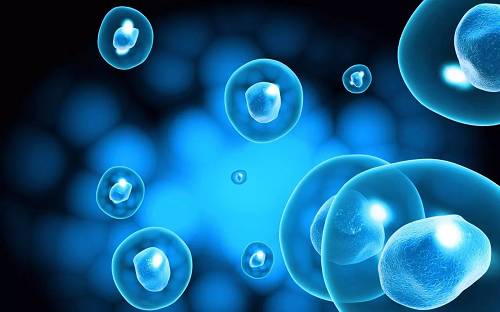 抗体研究表明制造干细胞的更好方法