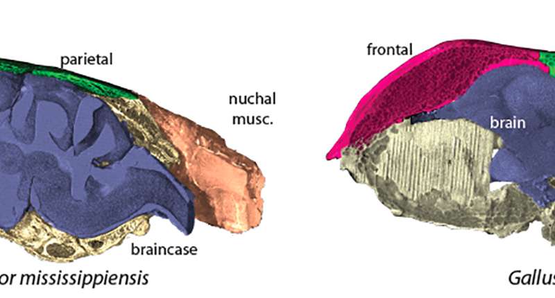 鸟类独特的头骨与年轻的恐龙大脑有关