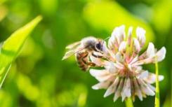 蜜蜂可以在开发新抗生素方面发挥作用