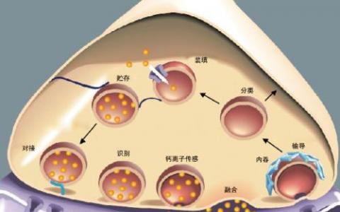 研究人员在细菌膜囊泡研究中突破了墙壁