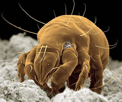 研究显示螨虫和蜱是同一进化系的一部分