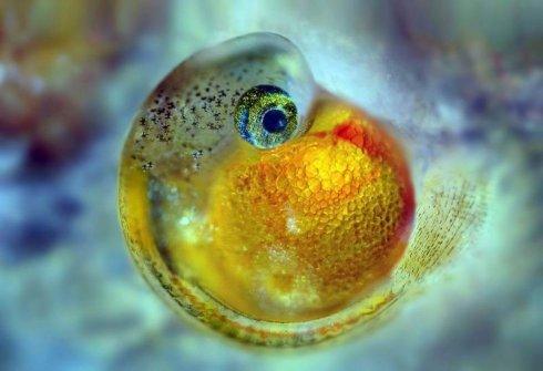 新的研究表明同类鱼类不吃自己的胚胎