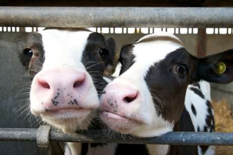 世界各地的抗生素如何用于食用动物