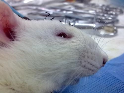 合成CBD减轻大鼠癫痫发作的严重程度