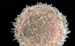 免疫扩增了小鼠和猕猴中HIV-1 V3聚糖特异性的B细胞