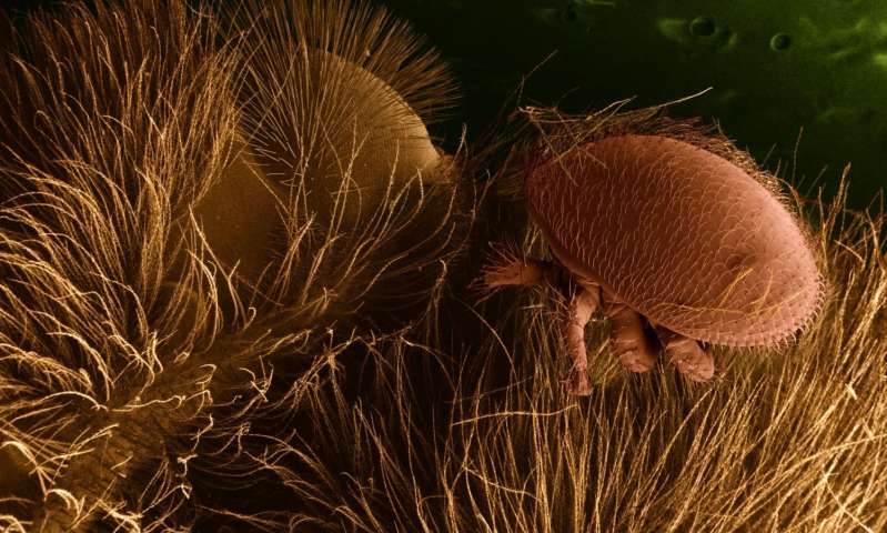 进化生态学可以使养蜂人与疾病作斗争