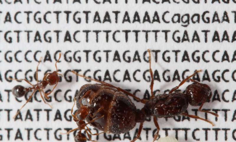 信息素基因可以决定红火蚁的集落结构