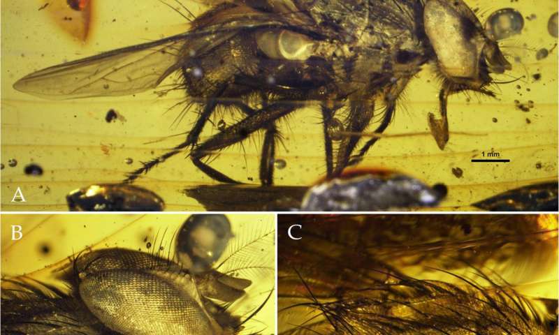 新的化石在新生代时期揭示了苍蝇的爆炸性辐射