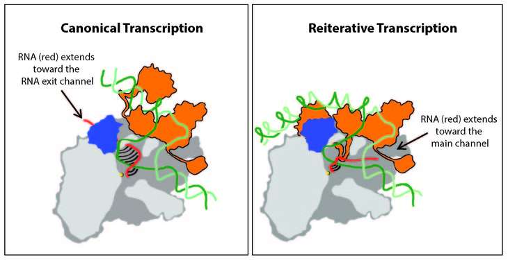 晶体结构揭示了非标准RNA转录的细节