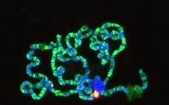 果蝇蛋白双重功能可以使其成为蛋白质功能研究的模型