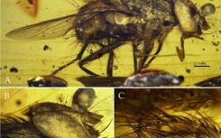 新的化石在新生代时期揭示了苍蝇的爆炸性辐射