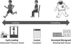 研究发现重力“机械负荷”是软骨发育的关键