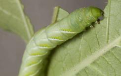 没有微生物毛毛虫没问题