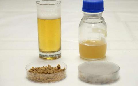 科学家们使用啤酒厂废物来生长啤酒制造所需的酵母