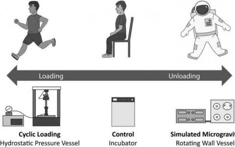 研究发现重力“机械负荷”是软骨发育的关键