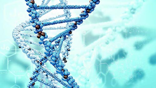 人类的DNA结合基序令人惊讶地与众不同