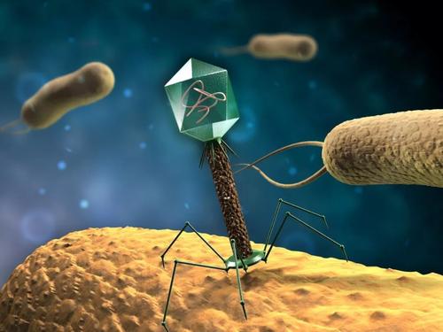 为团队选择一个细菌Self-CRISPR来击败噬菌体