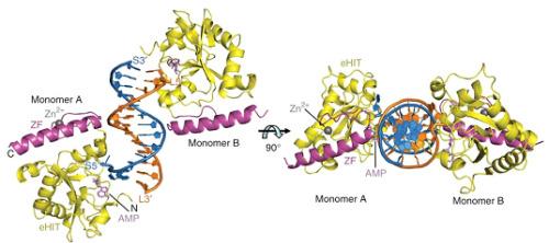 研究人员发现COMMD3/8蛋白复合物是参与免疫细胞迁移的分子