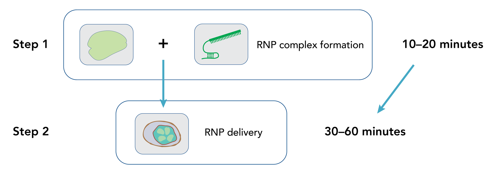 IDT发布新的超高性能CRISPR Cas12a酶