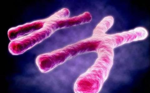 3D器官培养对于分离染色体至关重要