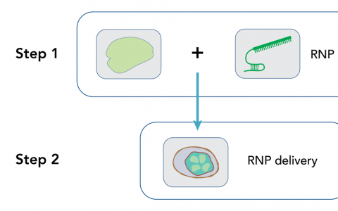 IDT发布新的超高性能CRISPR Cas12a酶