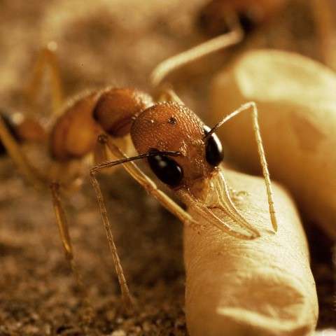 研究人员已经确定了嗅觉受体使蚂蚁能够嗅到并识别工人男性和他们的女王