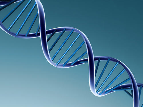 基因组如何设置其功能性微架构