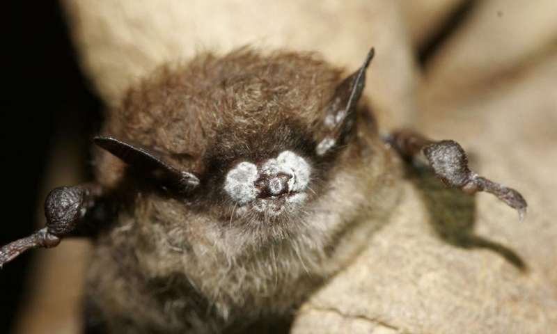 一项杀手研究人员研究的演变追踪影响蝙蝠的致命真菌